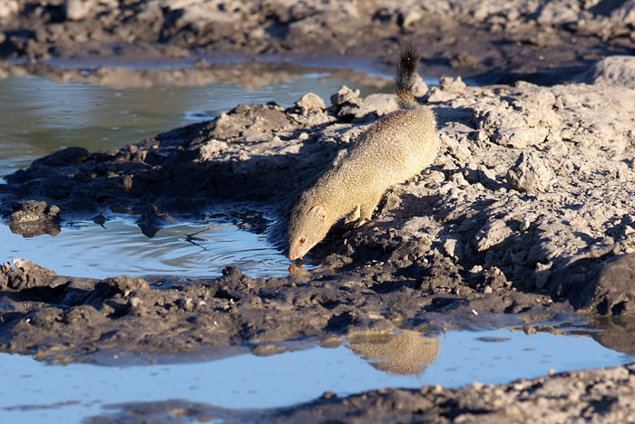 Slender Mongoose