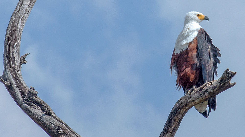 Fish Eagle