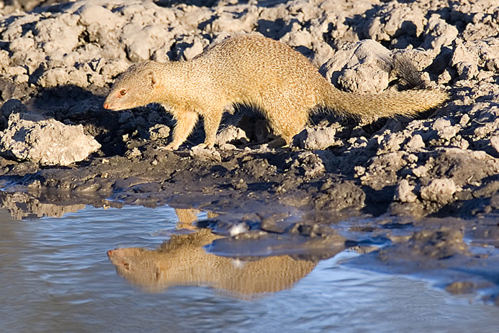 Slender Mongoose