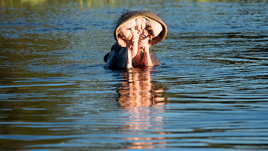 Hippopotamus