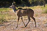 Kudu