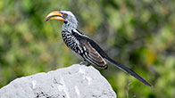 Yellow Billed Hornbill