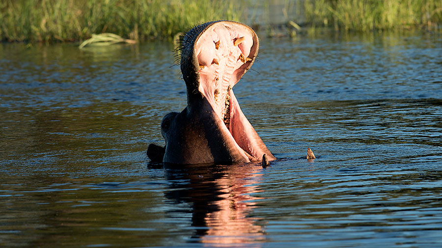 Hippopotamus