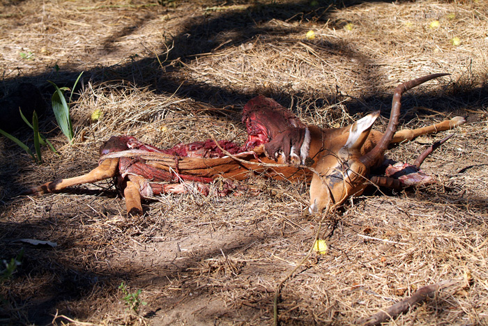 Impala remains