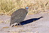 Guinea Fowl