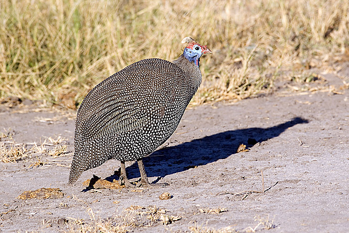 Helmeted Guineafowl 