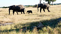 Elephants-Lions