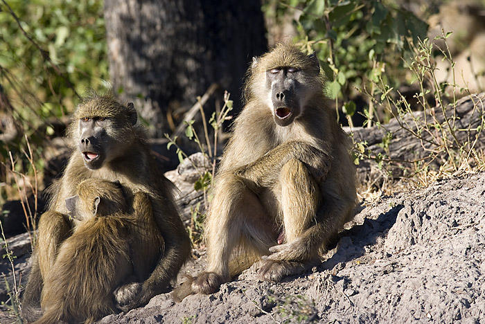 Baboon