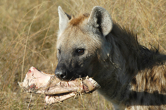 Hyena