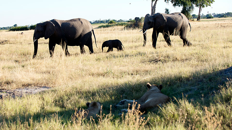 Elephants-Lions