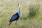 Wattled Crane