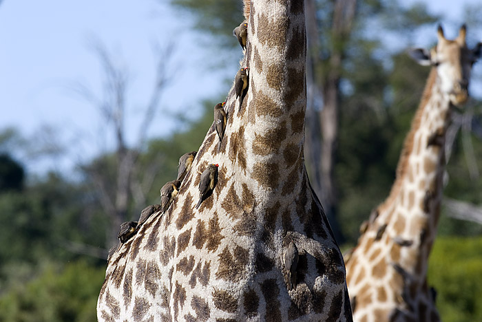 Giraffe and Red Billed Oxpeckers