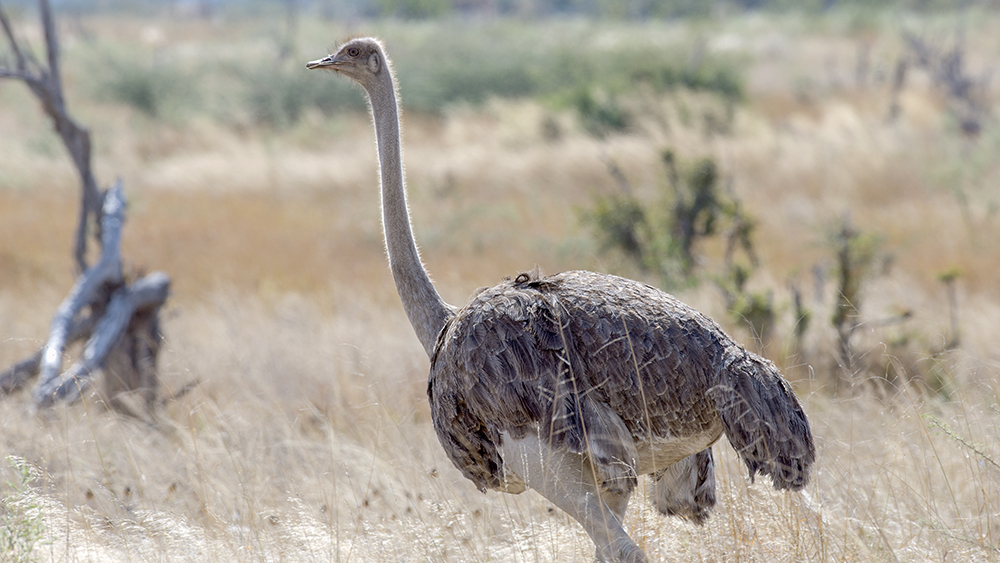 Ostrich