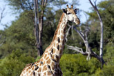 Giraffe and Red Billed Oxpeckers