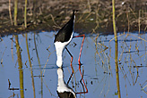 Black Winged Stilt