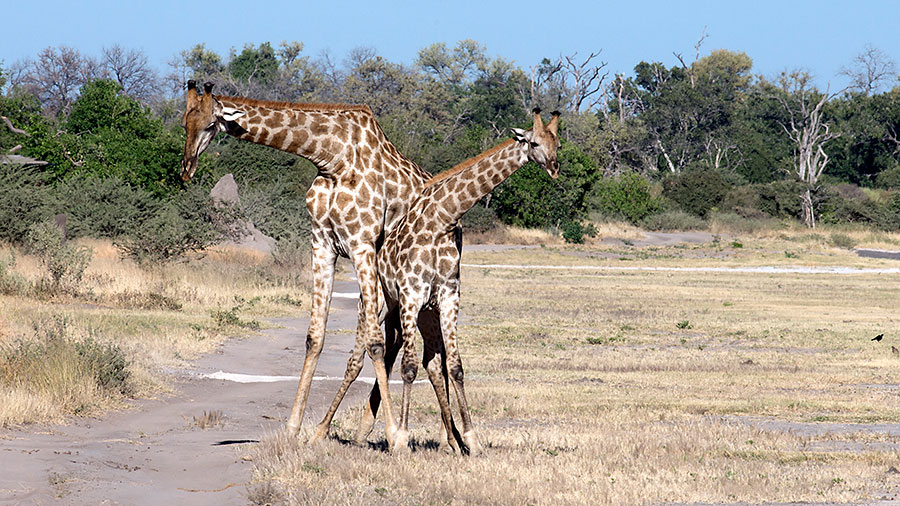 Giraffes