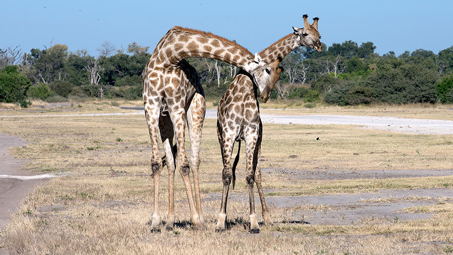 Giraffes