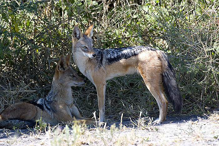 Black Backed Jackal