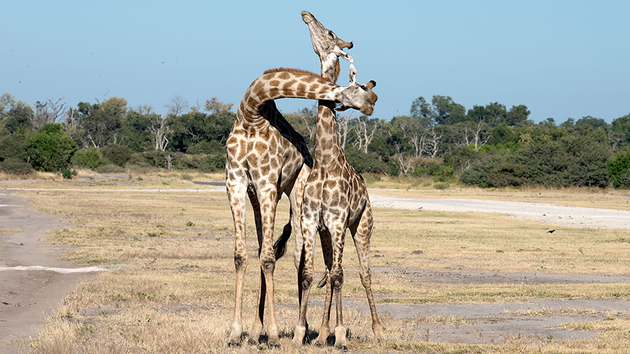 Giraffes