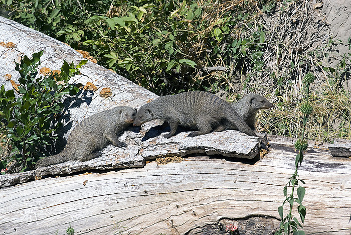 Banded Mongoose