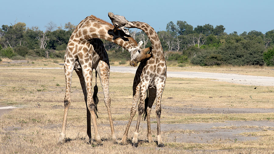 Giraffes