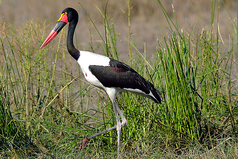 Saddle Billed Stork