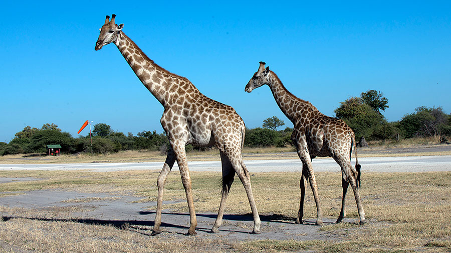 Giraffes