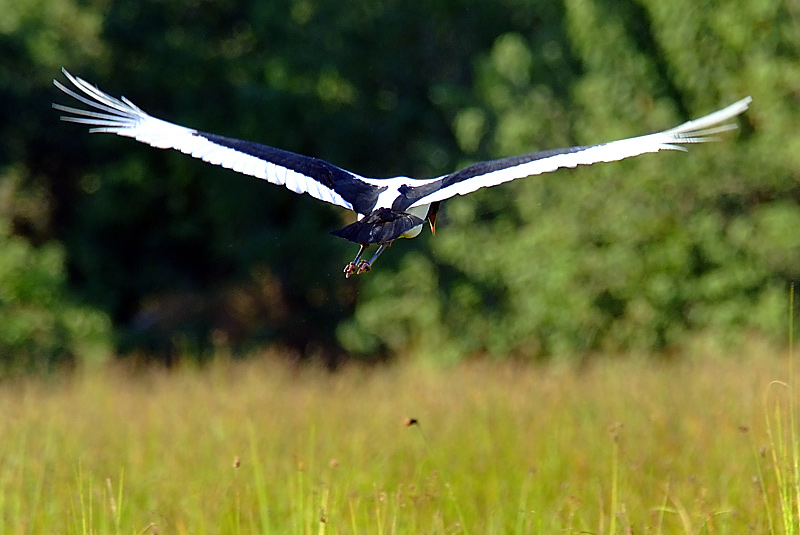 Saddle Billed Stork