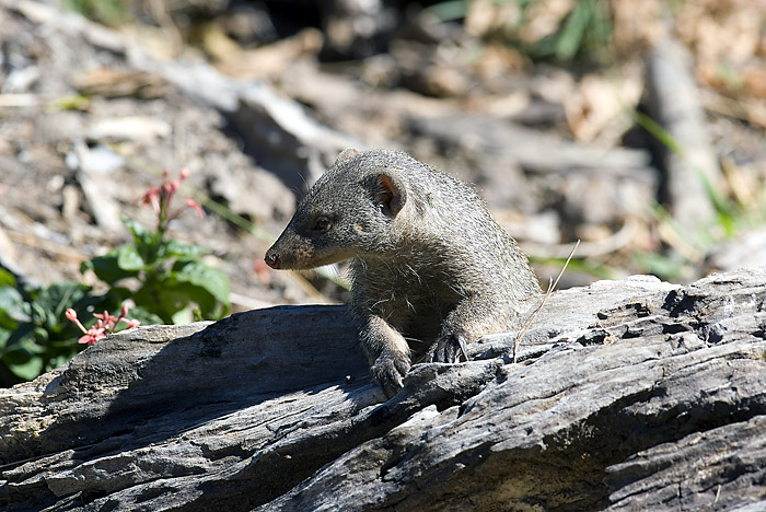 Banded Mongoose