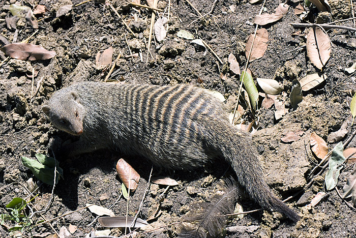 Banded Mongoose