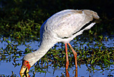 Yellow Billed Stork