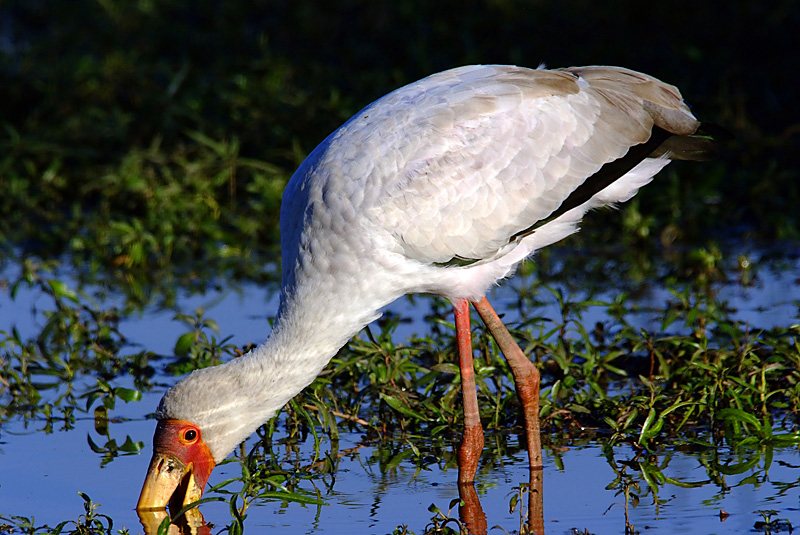 Yellow Billed Stork