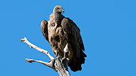 White Backed Vulture