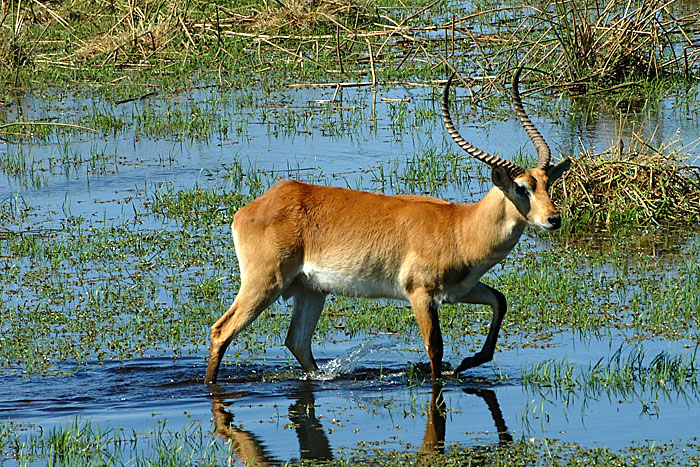 Red Lechwe