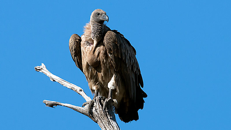 White Backed Vulture