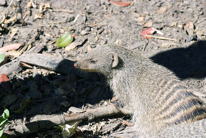 Banded Mongoose