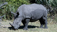 White Rhinocerous