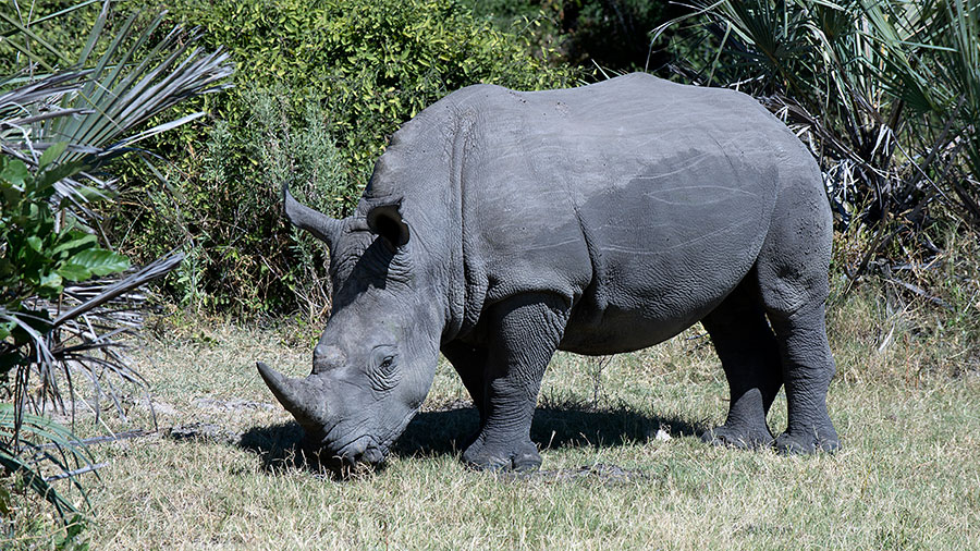 White Rhinocerous