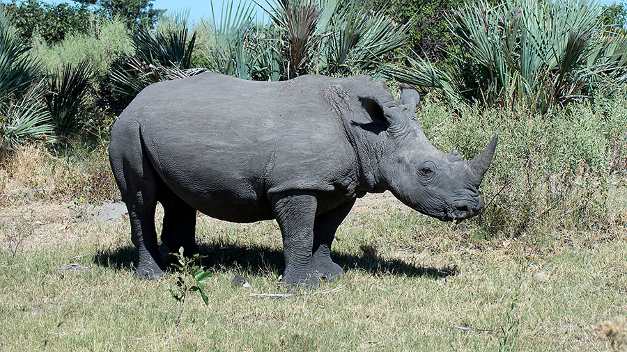  White Rhinocerous