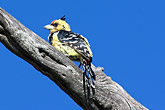 Crested Barbet