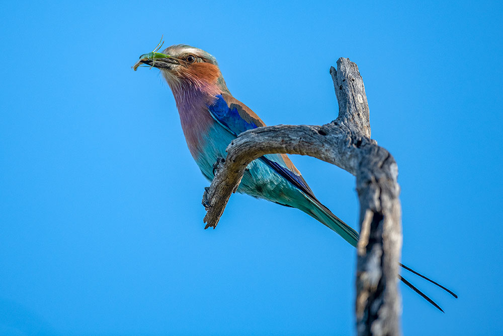 Lilac Breasted Roller