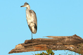 Grey Heron