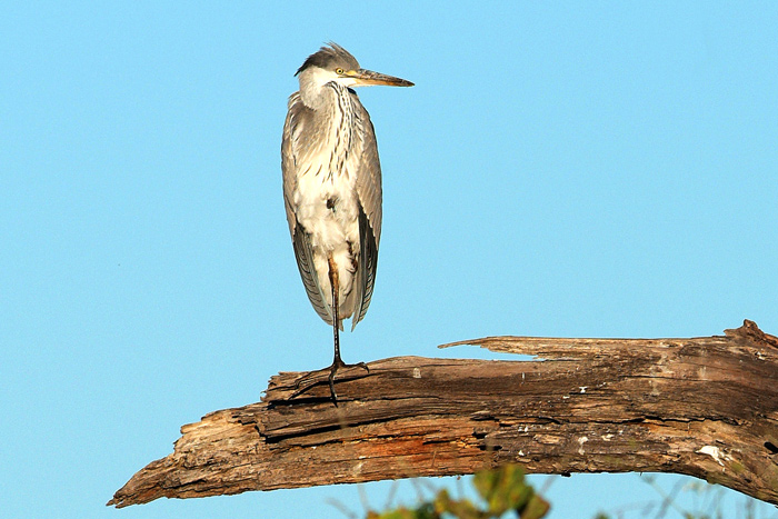 Grey Heron