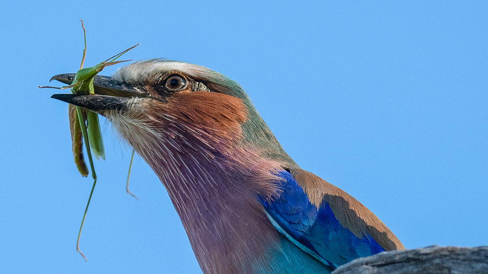 Lilac Breasted Roller 