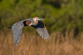 Goliath Heron