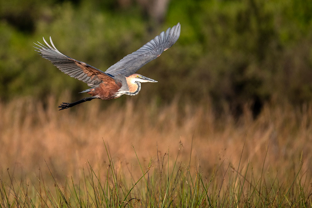 Goliath Heron