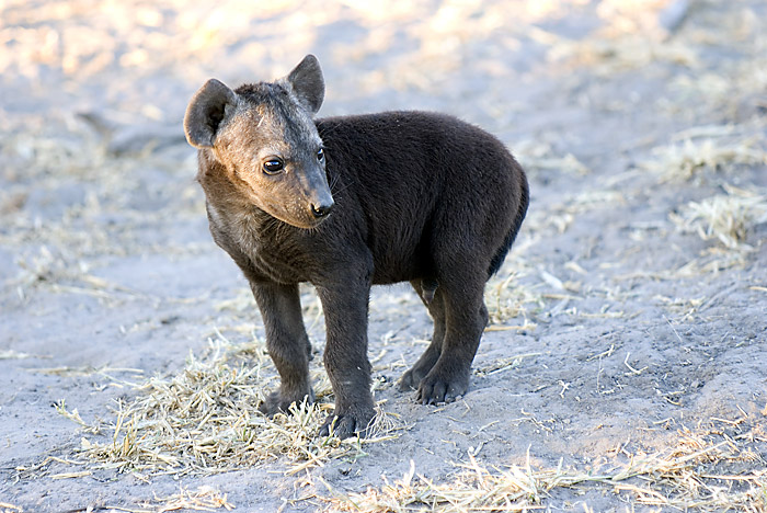 Hyaena