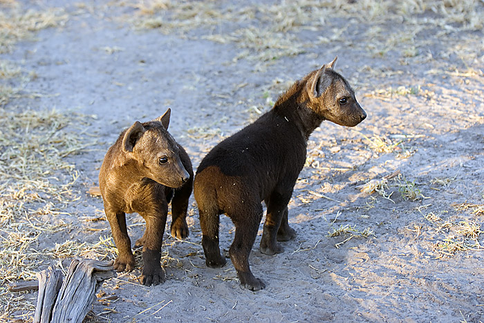 Hyaena