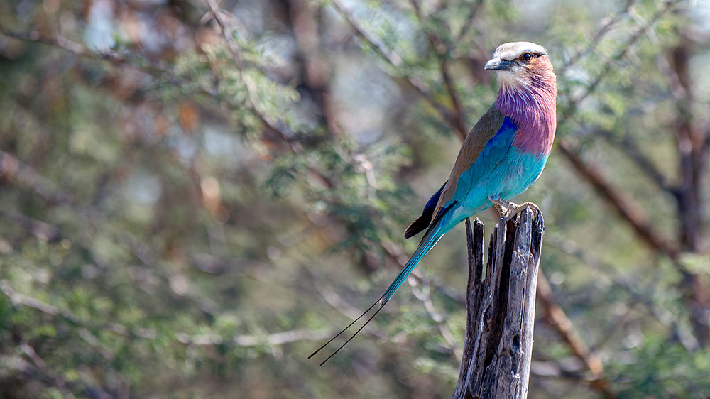 Lilac Breasted Roller