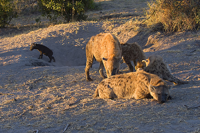 Hyaena